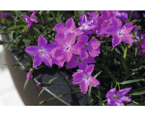 Nahaufnahme von Nelkenblüten in einem Pflanzgefäß