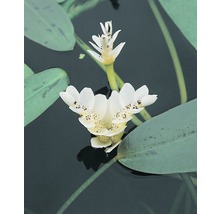 Fleur de sagittaire dans l''eau