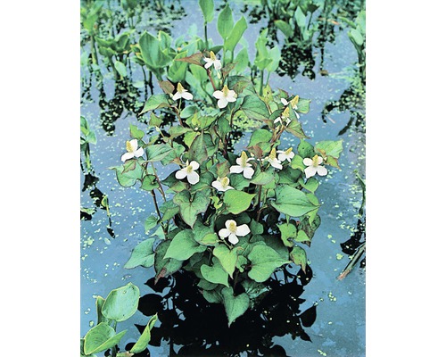 Herbe à poivre FloraSelf Houttuynia cordata h 10-30 cm Co 3 l