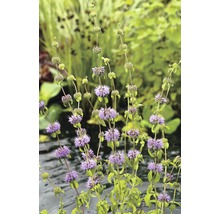 Gros plan sur la menthe aquatique dans le jardin