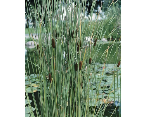 Lockerer Rohrkolben FloraSelf Typha laxmannii H 10-30 cm Co 0,6 L