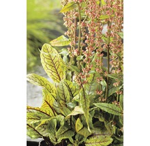 Blutampfer Pflanze mit Blättern und Blüten