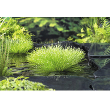 Scirpe incliné FloraSelf Scirpus cernuus h 10-30 cm Co 3 l