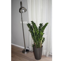 Zamioculcas zamiifolia FloraSelf H 95-105 cm pot de Ø 24 cm