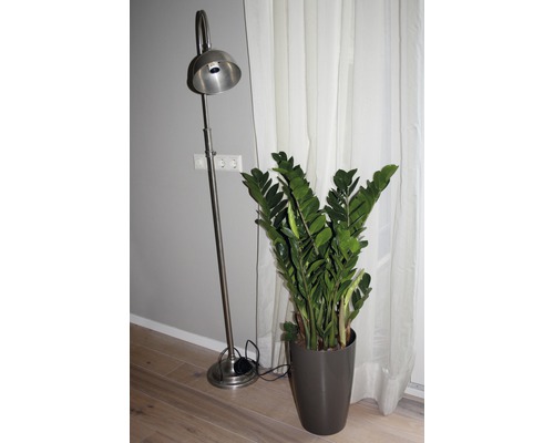 Lampadaire et plante d''intérieur Zamioculcas dans une pièce.