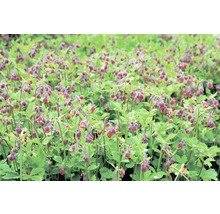 Armérie à fleurs penchées en fleurs dans une plate-bande de jardin