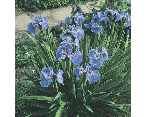 Iris à pétales aigus FloraSelf Iris setosa H 5-40 cm Co 0,6 l