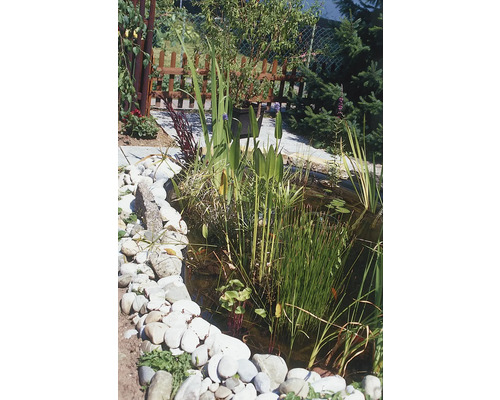 Bassin de jardin avec diverses plantes aquatiques et pierres.