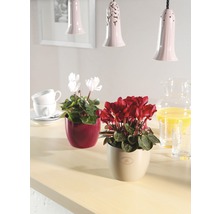 Blumentopf Soendgen Basel Fashion Keramik Ø 19 H 18 cm perlmutt