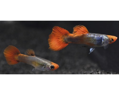 Deux guppys dans l''aquarium