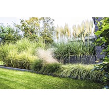 Jardin avec graminées ornementales et pelouse