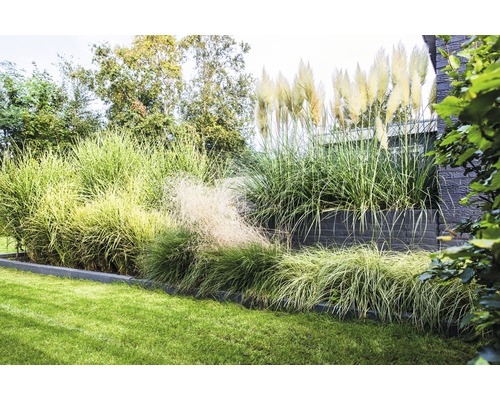 Jardin avec graminées ornementales et pelouse