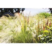 Herbes hautes dans le jardin.