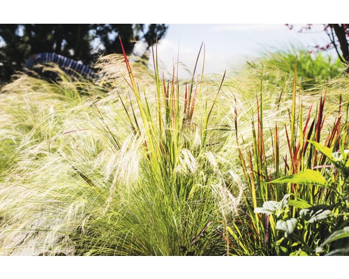 Herbes hautes dans le jardin.