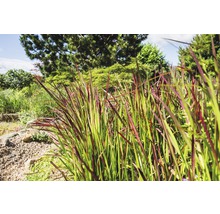 Jardin avec graminées ornementales