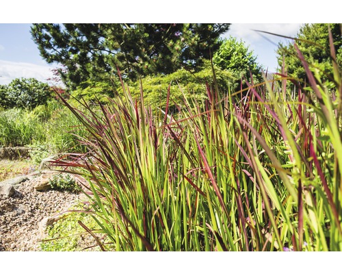 Jardin avec graminées ornementales