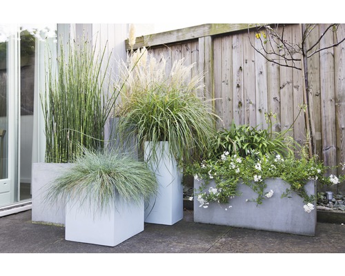 Diverses plantes dans des bacs à fleurs devant une clôture en bois.