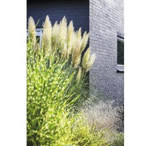 Herbe de la pampa devant un bâtiment avec une façade en briques.