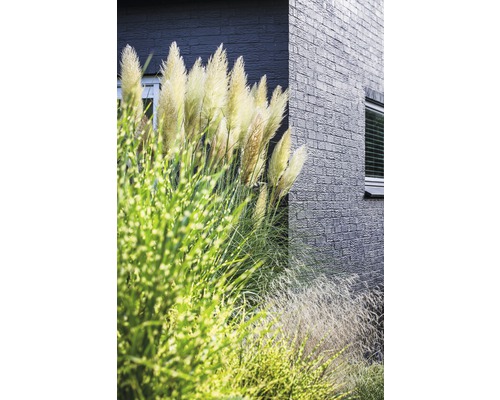 Herbe de la pampa devant un bâtiment avec une façade en briques.