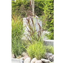 Graminées ornementales décoratives avec pierres dans le jardin