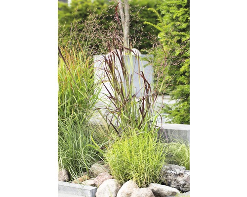 Graminées ornementales décoratives avec pierres dans le jardin