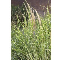 Herbe zébrée avec feuilles rayées et panicules