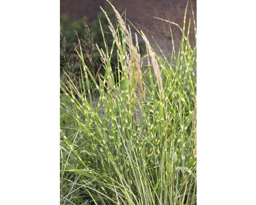 Herbe zébrée avec feuilles rayées et panicules