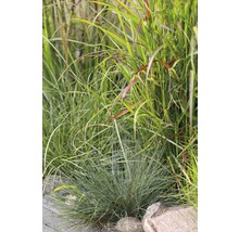 Diverses graminées ornementales dans une plate-bande de jardin