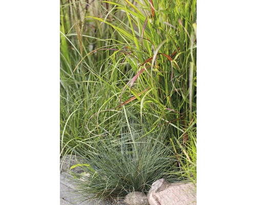 Diverses graminées ornementales dans une plate-bande de jardin