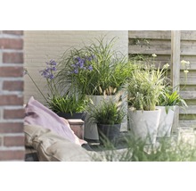 Terrasse avec bacs à plantes et diverses graminées ornementales ainsi que des plantes à fleurs.