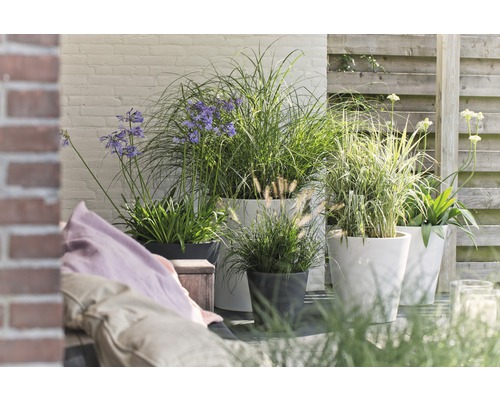 Terrasse avec bacs à plantes et diverses graminées ornementales ainsi que des plantes à fleurs.