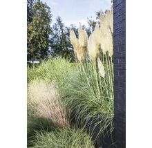 Graminées décoratives et herbe de la pampa dans le jardin.
