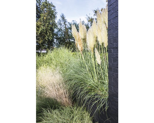 Graminées décoratives et herbe de la pampa dans le jardin.
