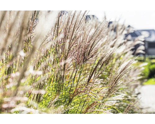 Roseau de Chine FloraSelf Miscanthus sinensis 'Ferner Osten' h 10-80 cm Co 3 l Roseaux de Chine dans le jardin
