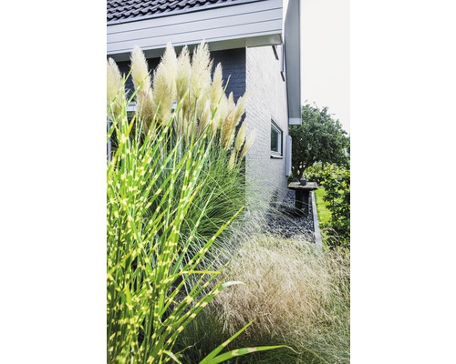 Graminées décoratives devant une maison