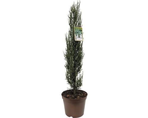 Genévrier bleu des Rocheuses FloraSelf Juniperus scopulorum 'Blue Arrow' h 60-80 cm Co 7,5 L