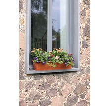 Blumenkasten mit blühenden Blumen am Fenster