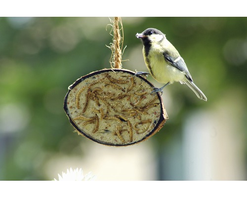 Meisenknödelhalter mit Mehlwürmern und Kohlmeise