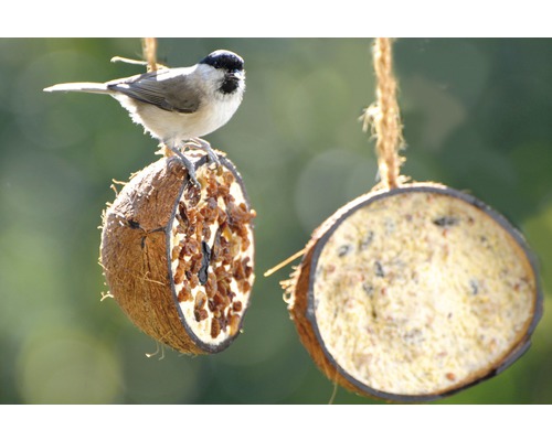 Vogel auf Kokosnuss-Futterstelle mit Aufhängung