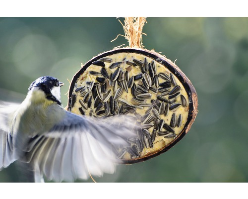 Meise am Kokosnuss-Futterhaus mit Sonnenblumenkernen