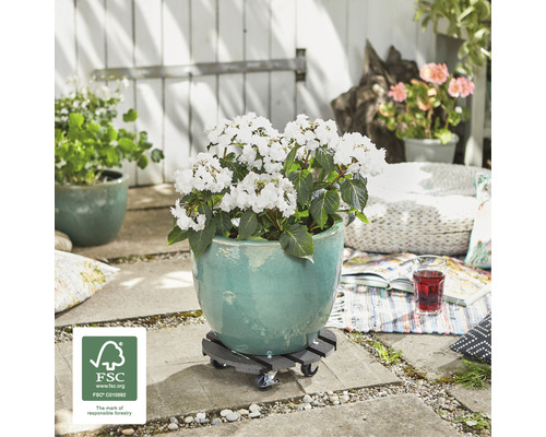 Blumentopf mit weißen Blüten auf Pflanzenroller im Aussenbereich mit FSC Siegel