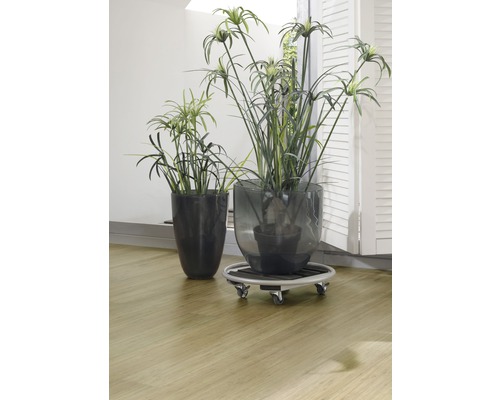 Deux plantes papyrus en pots, dont l''une sur un support à roulettes.