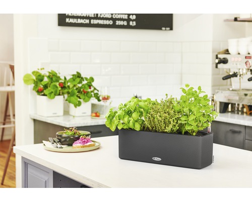 Herbes aromatiques et fraises dans des jardinières sur un comptoir de cuisine.