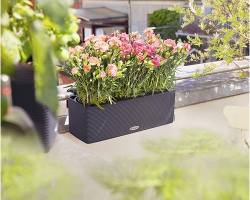 Jardinière gris foncé avec des œillets roses sur un balcon