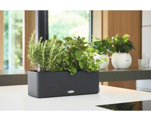 Jardinière rectangulaire avec diverses herbes aromatiques sur un plateau de table