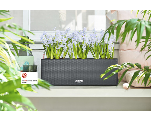 Jardinière rectangulaire avec des jacinthes fleuries sur un rebord de fenêtre