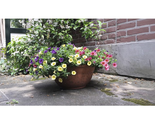 Pot de fleurs avec pétunias colorés devant un mur