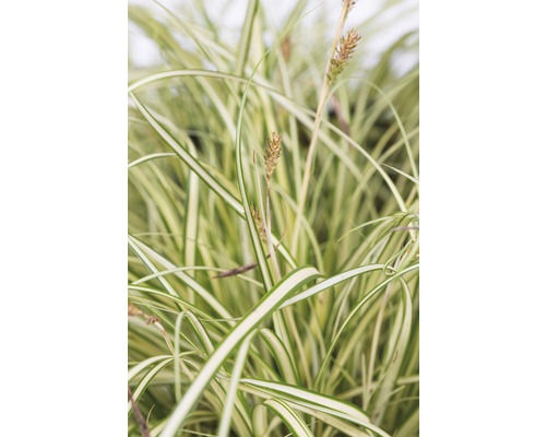 Graminée ornementale avec feuilles rayées et inflorescences
