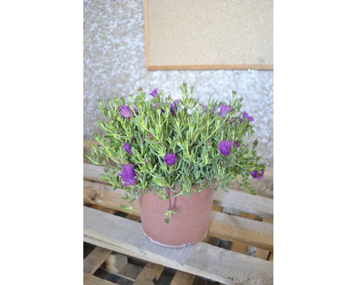 Mittagsblume in einem Topf