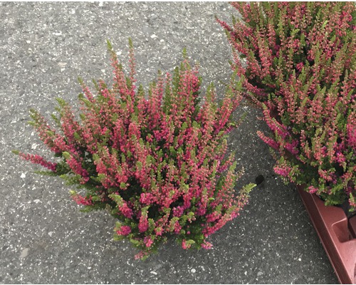 Bruyère commune, callune FloraSelf Calluna vulgaris 'Dark beauty' pot Ø 11 cm